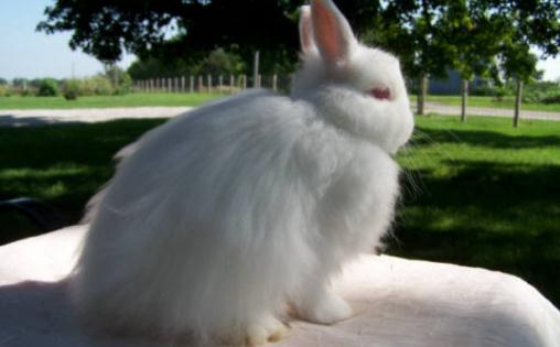 潔西伍莉的簡介-潔西伍莉是什麼兔子？