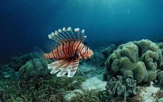 獅子魚的簡介-獅子魚的品種