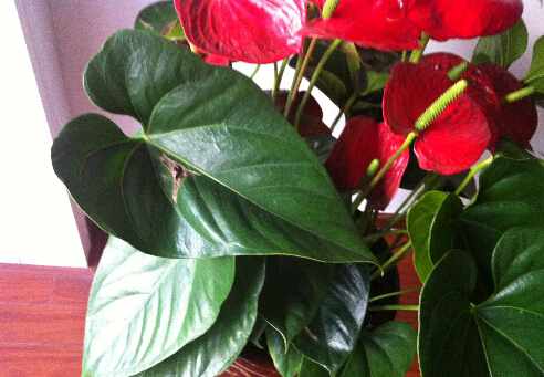 紅掌葉子發黃是什麼原因?紅掌的養殖方法