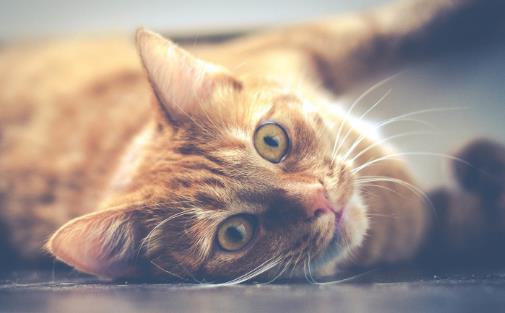 經常讓猫咪誤會的幾個動作，寵主經常做，卻不知這樣很傷