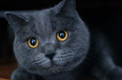 猫咪養護五注意10種適合當家猫的猫咪大全