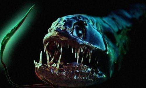 深海龍魚怎麼養？深海龍魚的特徵