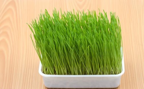 只知道猫草能吐毛球鏟屎官就落伍了常見的猫咪食用植物