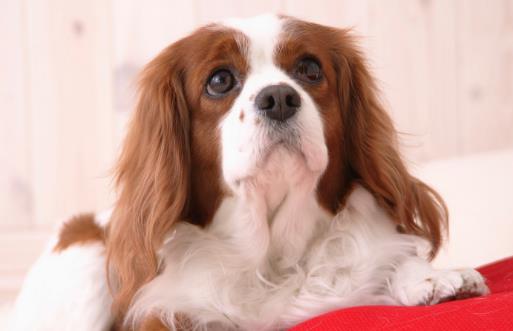 種必不可少的水果，對於猫咪來說，水果攝入同樣特別重要