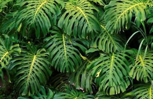 不太起眼能淨化空氣的綠色植物適合給室內添置的植物