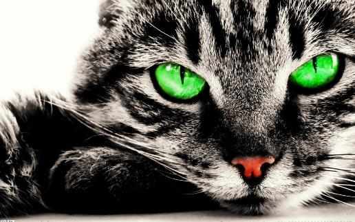 遛猫也需要遵守這些規則牽繩和封閉活動空間一個都不能少