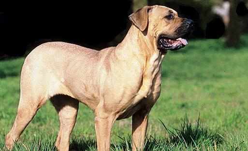 土佐犬是什麼狗？土佐犬怎麼養？