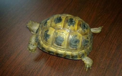 養烏龜對於水的管理