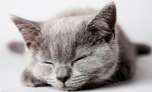 猫抓傢俱怎麼辦防止猫亂抓傢俱的方法介紹