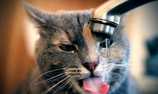 猫在什麼時候可以閹割去勢？