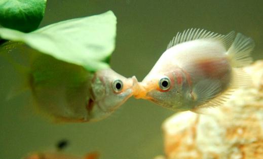 接吻魚怎麼樣？接吻魚是什麼？