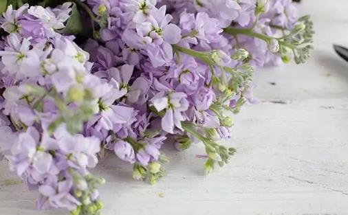 將紫羅蘭栽培到家中紫羅蘭的養殖方法