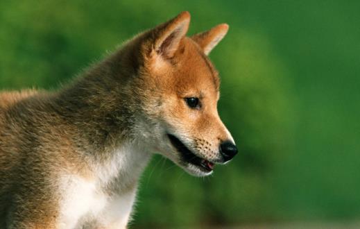 你的狗鼻子幹了應該擔心鼻子幹往往是生病的前兆