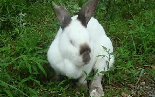 伊拉兔的經濟養殖法伊拉兔的餵養