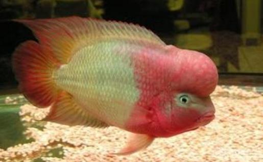 金花羅漢魚是什麼？金花羅漢魚多少錢能買到？