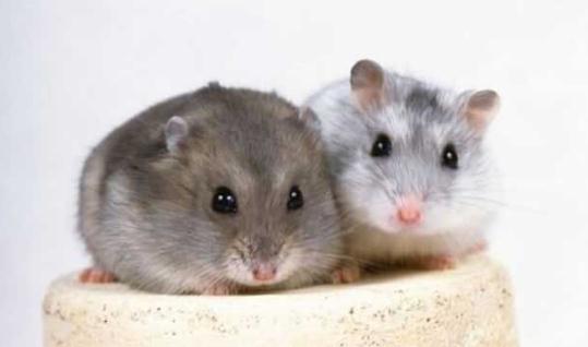 毛絲鼠的簡介-毛絲鼠怎麼養？