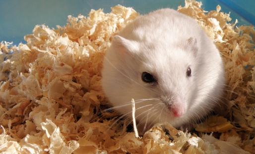 銀狐倉鼠的簡介-銀狐倉鼠的健康標準