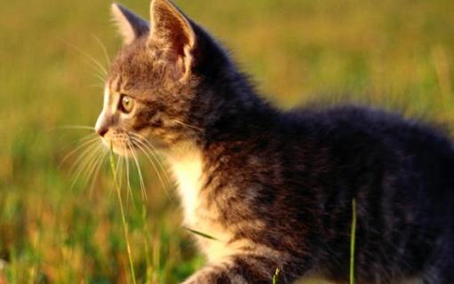 猫咪走丟了讓猫咪自己回家的技巧與注意事項