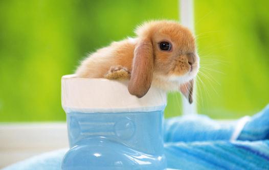 荷蘭垂耳兔怎麼養？荷蘭垂耳兔的產地