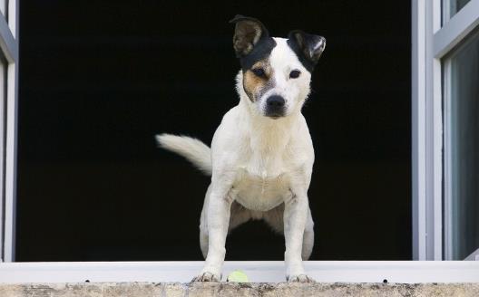 糾正狗狗壞習慣訓練方法使你的狗兒服從