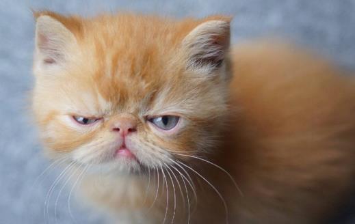 猫咪總會在家門口等主人你是它的唯一喵生伴侶