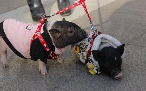 遛狗算什麼溜猪才新潮長不大的迷你豬備受關注