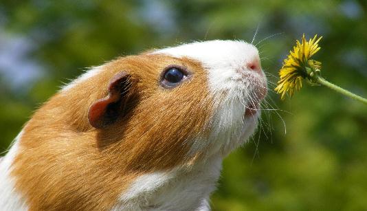 葵鼠怎麼養？葵鼠的價格
