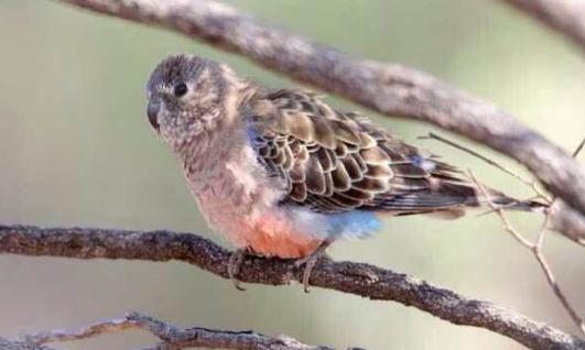 伯克氏鸚鵡的繁殖方法伯克氏鸚鵡飼養方法