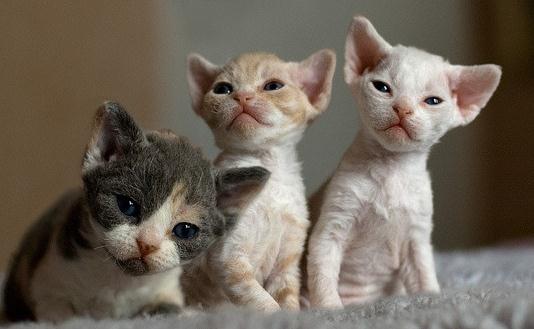 德文卷毛猫是什麼？德文卷毛猫怎麼養？