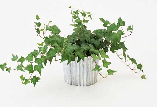 常春藤對家居環境的影響-常春藤的風水學應用