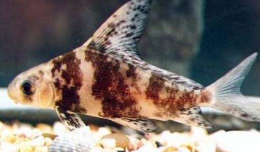 胭脂魚怎麼養？胭脂魚的生存環境