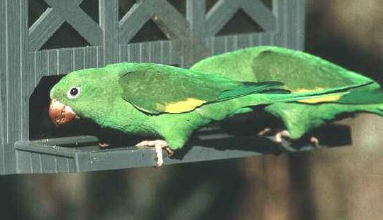 黑帽錐尾鸚鵡的體型黑帽錐尾鸚鵡的飼養方法