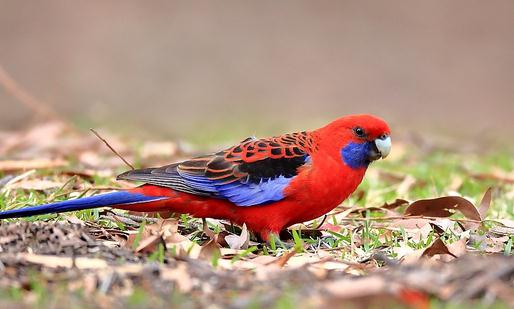 深紅玫瑰鸚鵡的簡介深紅玫瑰鸚鵡的產地
