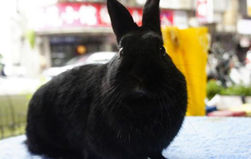 哈瓦那兔的簡介-哈瓦那兔是什麼？