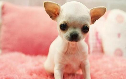 吉娃娃多少錢一條？吉娃娃吃什麼？