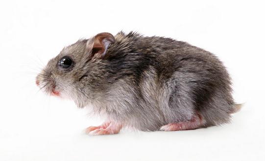 三線倉鼠怎麼養？三線倉鼠孕期護理