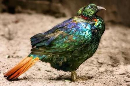 尼泊爾國鳥九色鳥棕尾虹雉中國一級保護動物