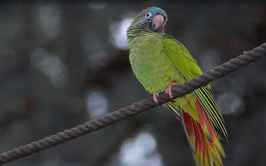 藍冠錐尾鸚鵡的生活習性藍冠錐尾鸚鵡的飼養方法