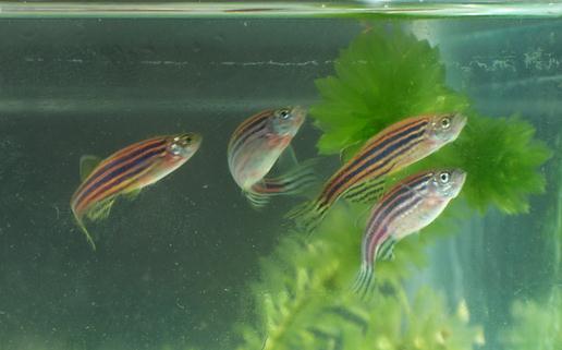 斑馬魚的品種介紹-斑馬魚怎麼樣？