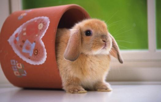 公主兔怎麼養？公主兔的飼養方法