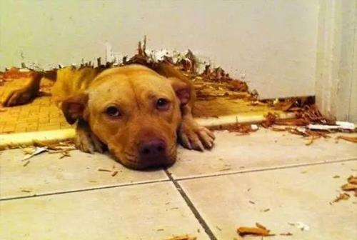 只有鏟屎官才瞭解的快樂容易躺槍的養狗錯誤觀念