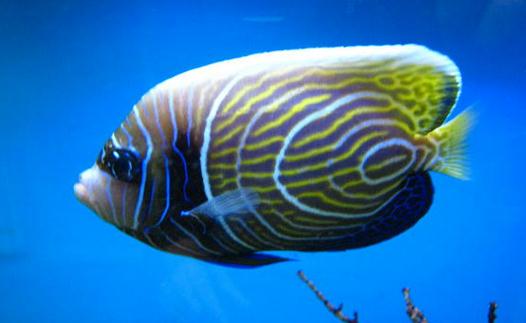 帝王藍魚的簡介-帝王藍魚怎麼養?