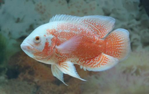 如何挑選好的地圖魚有什麼方法技巧？