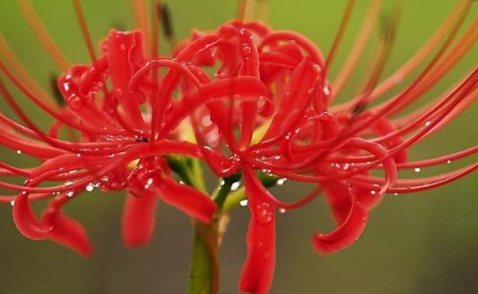 曼陀羅花的特徵-曼陀羅怎麼栽種?