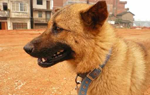 中華田園犬是什麼狗？中華田園犬怎樣訓練？