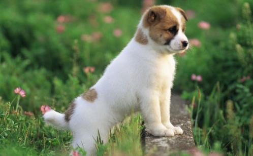 狗狗經常歎氣是否是因心情不好不要忽視狗狗的歎氣