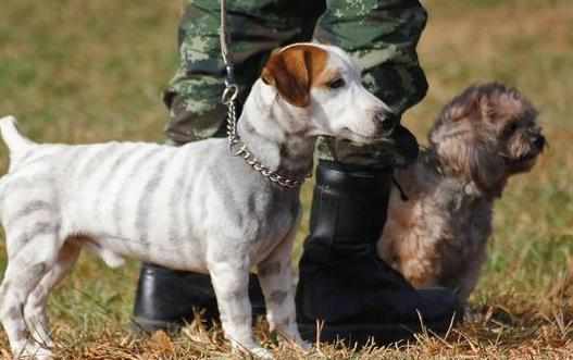 封锁狗撲人的妙招用最少的時間和精力解决狗撲人