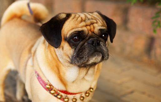 狗狗多大開始訓練？基礎訓練三個月開始