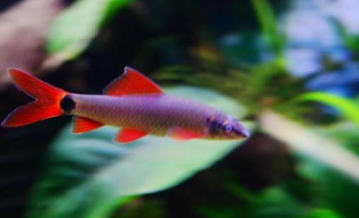 彩虹鯊怎麼養？彩虹鯊的飼養環境有什麼要求？