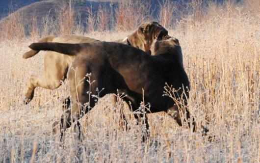 紐波利頓獒犬的簡介-紐波利頓獒犬怎麼養？